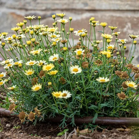 Appartamento Anemoesa Mpatsi