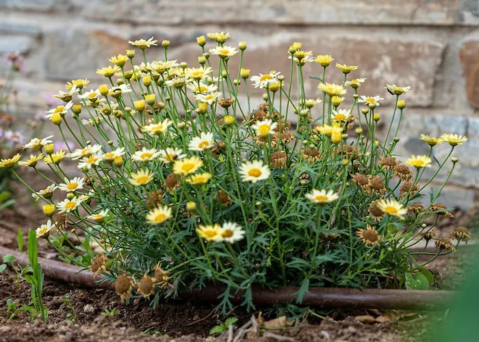 アパート Anemoesa バトシ